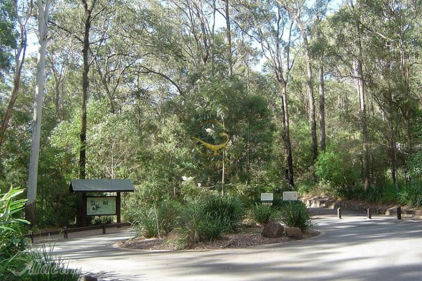 هینترلند گلد کوست | علاالدین تراول