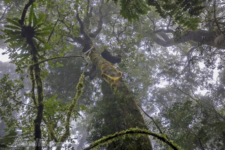 پارک ملی لمینگتون در گلد کوست | علاالدین تراول