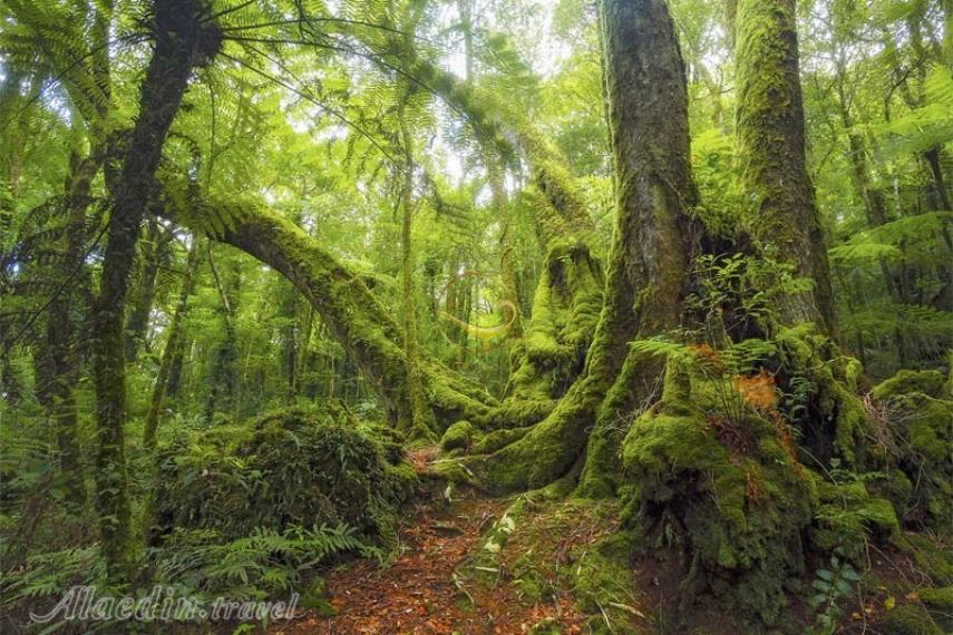 پارک ملی لمینگتون در گلد کوست | علاالدین تراول