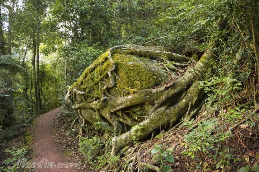 پارک ملی لمینگتون در گلد کوست | علاالدین تراول