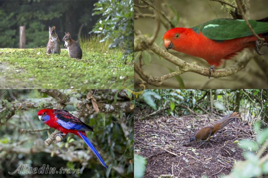 پارک ملی لمینگتون در گلد کوست | علاالدین تراول