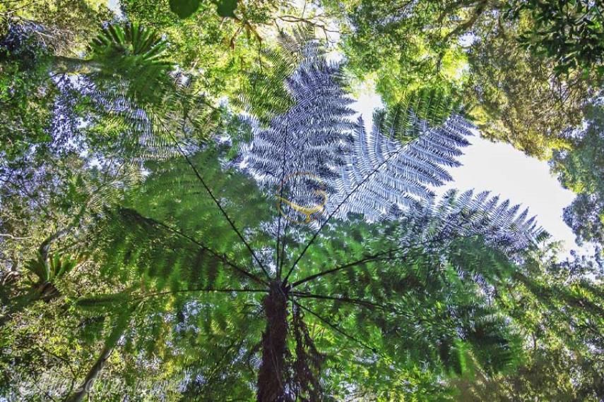 پارک ملی لمینگتون در گلد کوست | علاالدین تراول