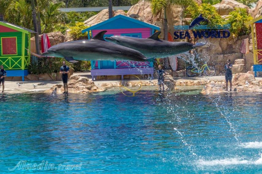 سی ورلد گلد کوست | علاالدین تراول