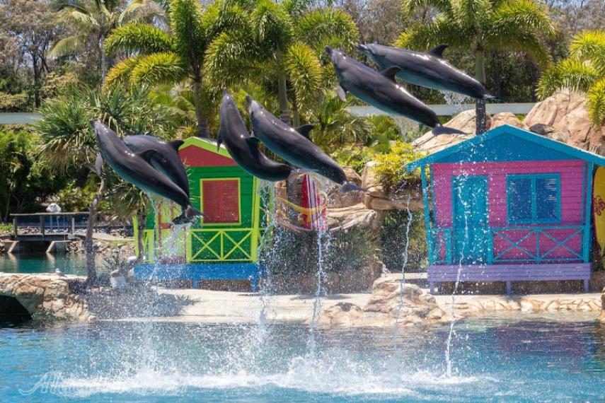 سی ورلد گلد کوست | علاالدین تراول