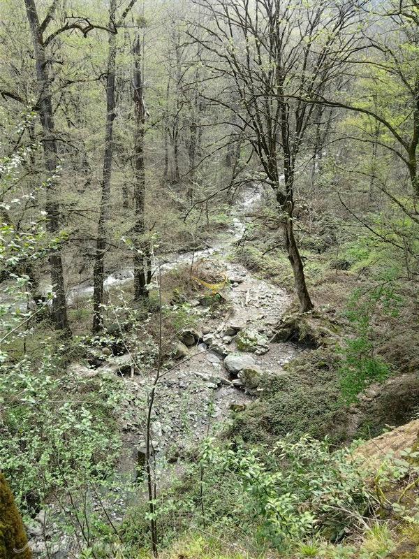 پارک جنگلی کردکوی گرگان | علاءالدین تراول