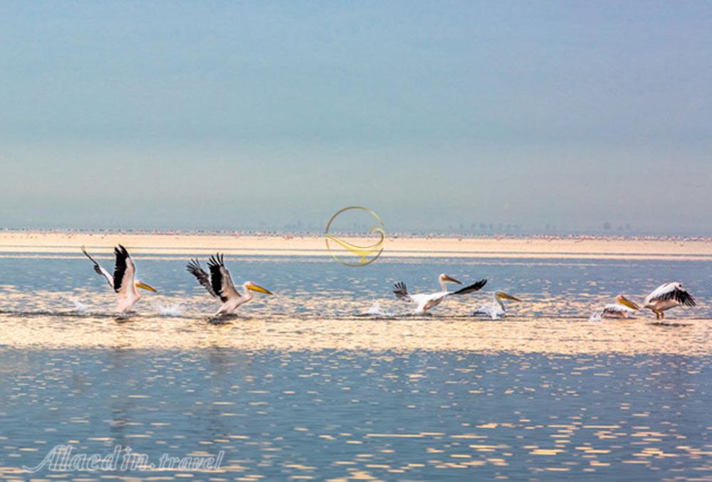 تالاب آبشینه همدان | علاءالدین تراول