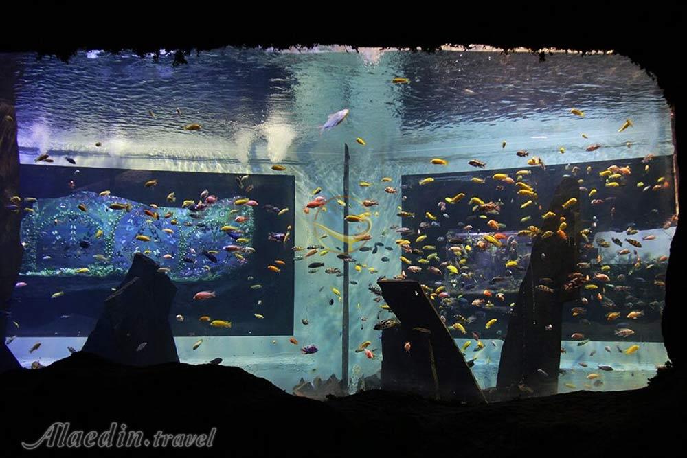 غار آکواریوم گنجنامه همدان | علاءالدین تراول