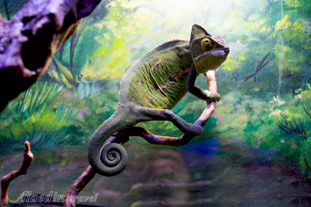 غار آکواریوم گنجنامه همدان | علاءالدین تراول