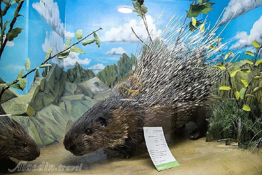 موزه تاریخ طبیعی در همدان | علاءالدین تراول