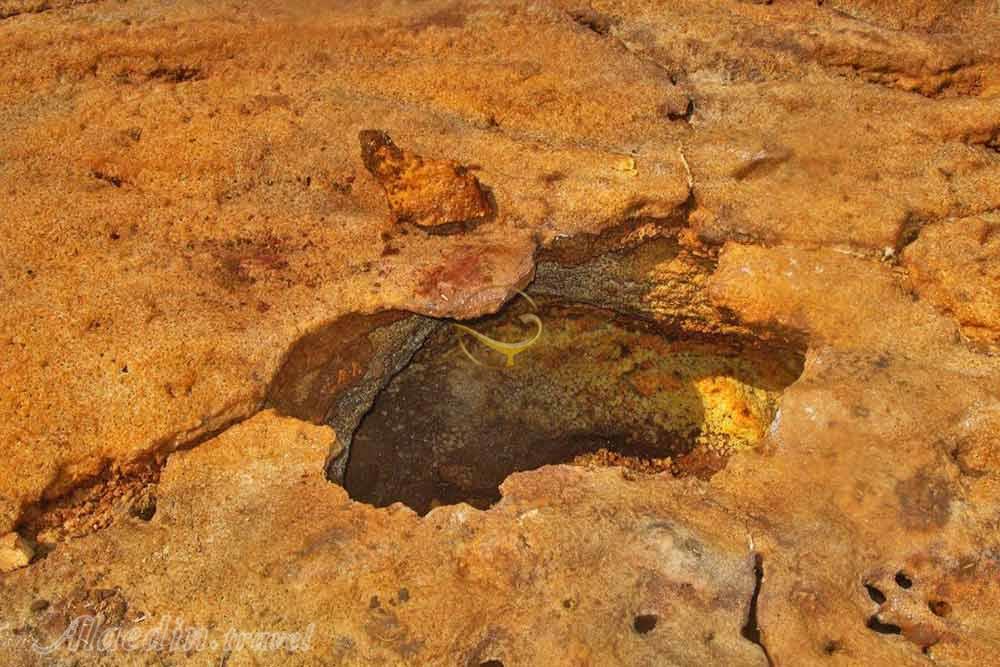 دشت زعفرانی در هرمز | علاءالدین تراول