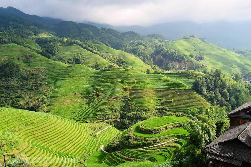 شالیزارهای پلکانی بانائو در ایفوگائو | علاءالدین تراول