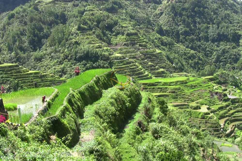 شالیزارهای پلکانی بانائو در ایفوگائو | علاءالدین تراول