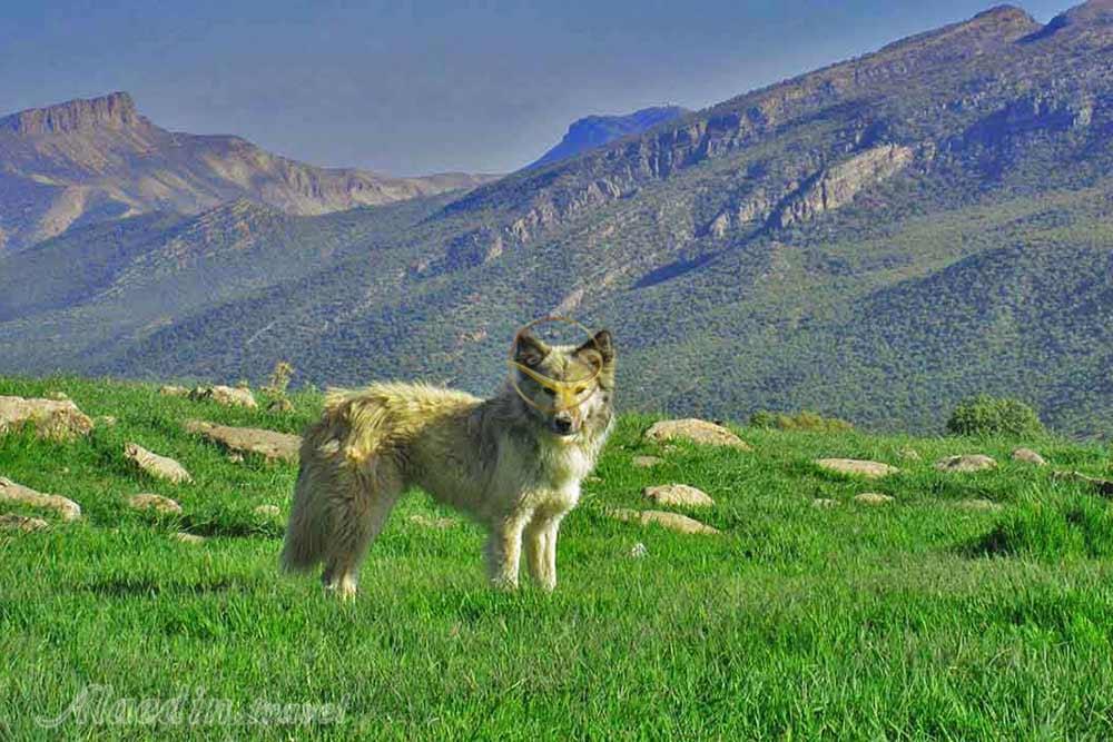 کوه بانکول ایلام | علاءالدین تراول