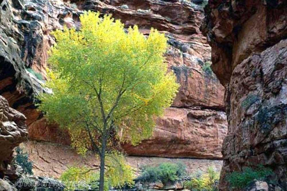 تنگه رازیانه ایلام | علاءالدین تراول