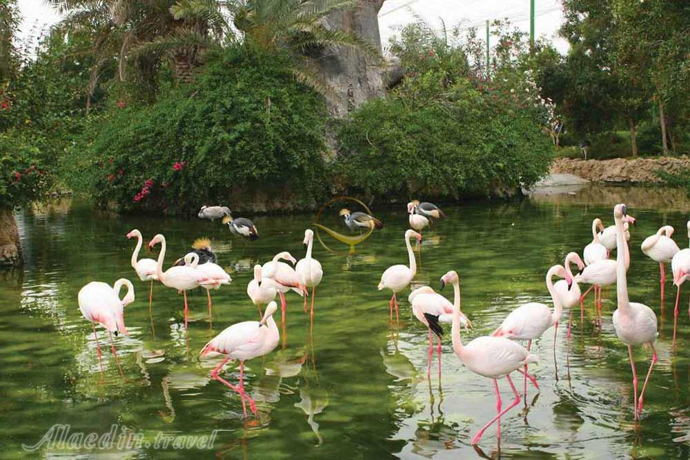 باغ پرندگان اصفهان | علاءالدین تراول