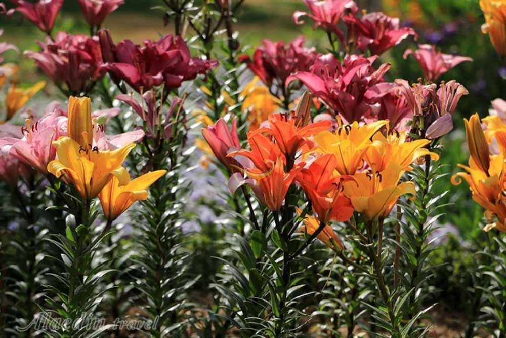 باغ گلهای اصفهان | علاءالدین تراول