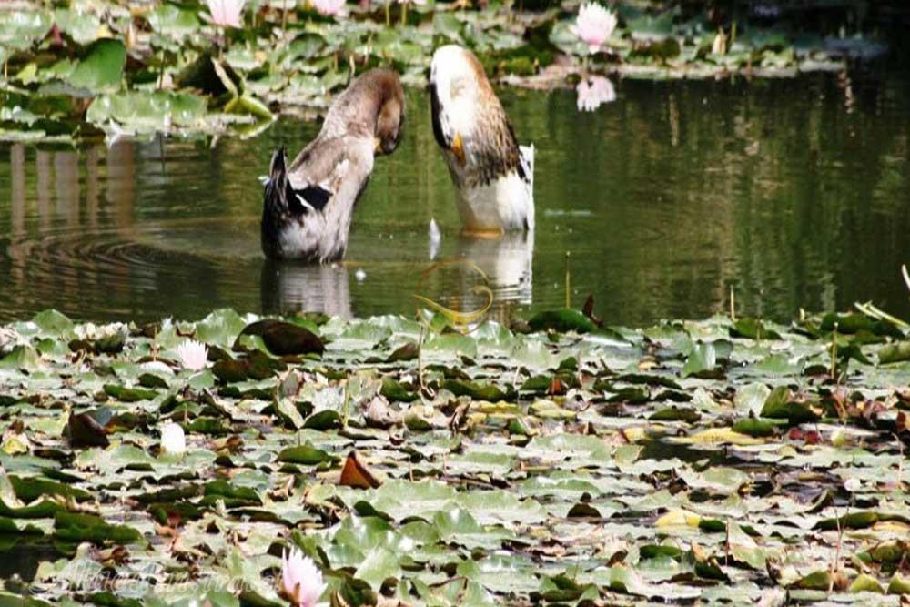 باغ گلهای اصفهان | علاءالدین تراول