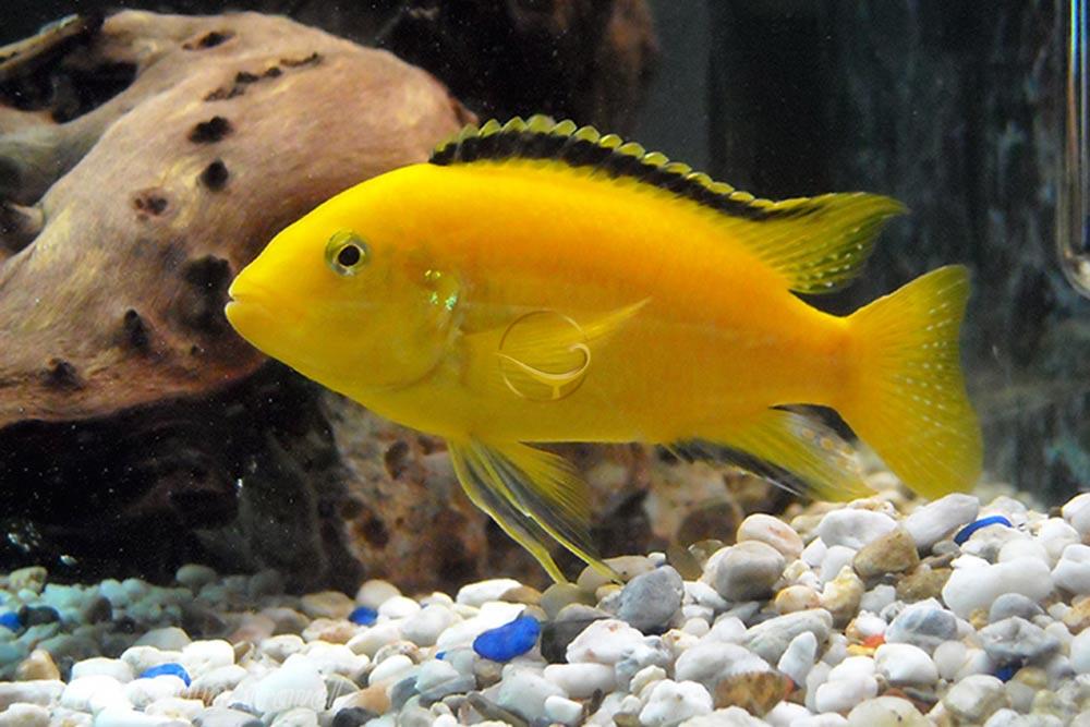 آکواریوم اصفهان | علاءالدین تراول