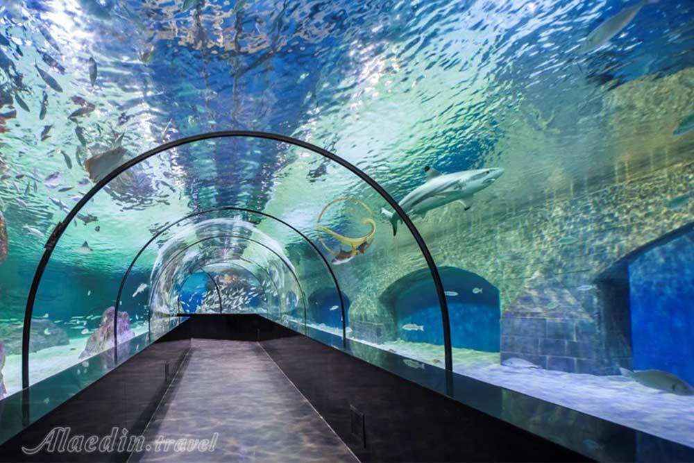 آکواریوم اصفهان | علاءالدین تراول
