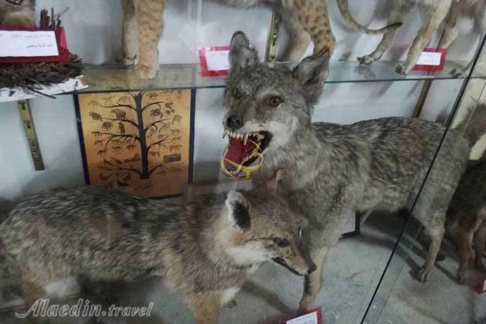 موزه تاریخ طبیعی اصفهان | علاءالدین تراول