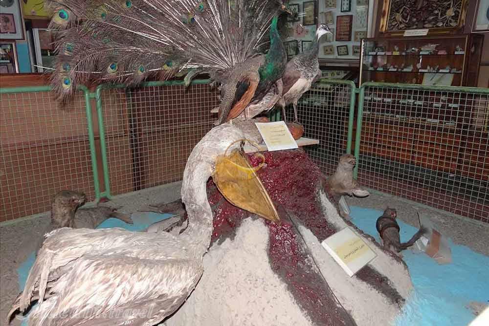 موزه تاریخ طبیعی اصفهان | علاءالدین تراول