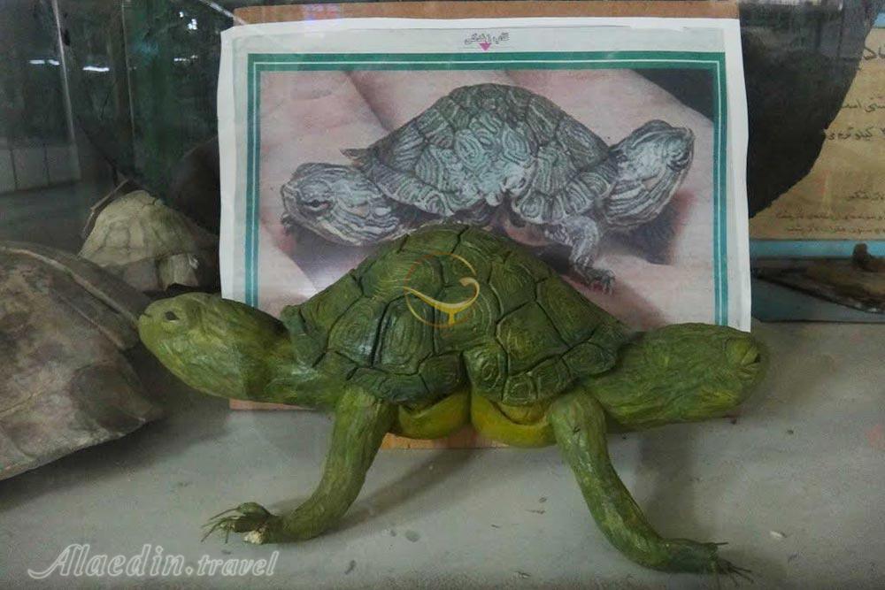 موزه تاریخ طبیعی اصفهان | علاءالدین تراول