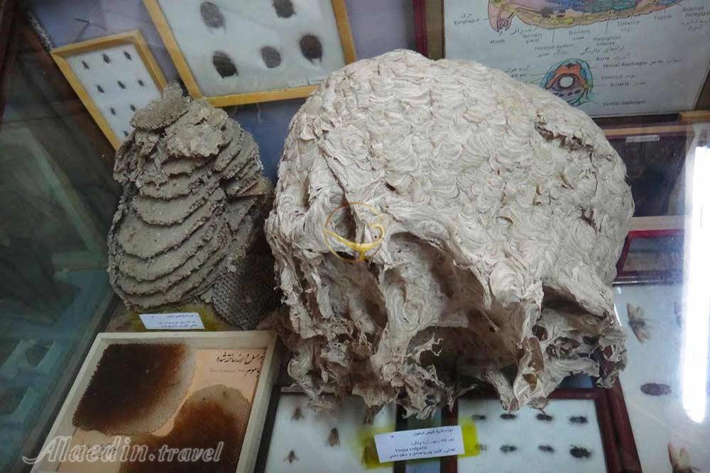 موزه تاریخ طبیعی اصفهان | علاءالدین تراول