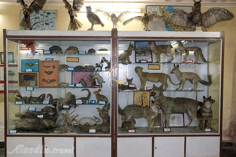 موزه تاریخ طبیعی اصفهان | علاءالدین تراول