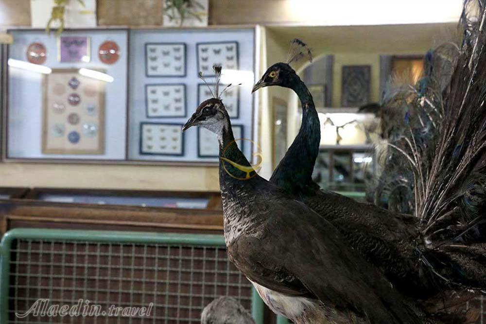 موزه تاریخ طبیعی اصفهان | علاءالدین تراول