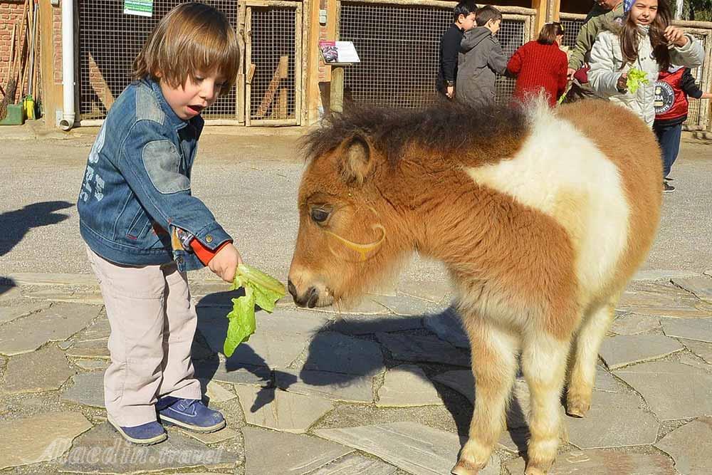 پارک حیات وحش ازمیر در ترکیه | علاءالدین تراول