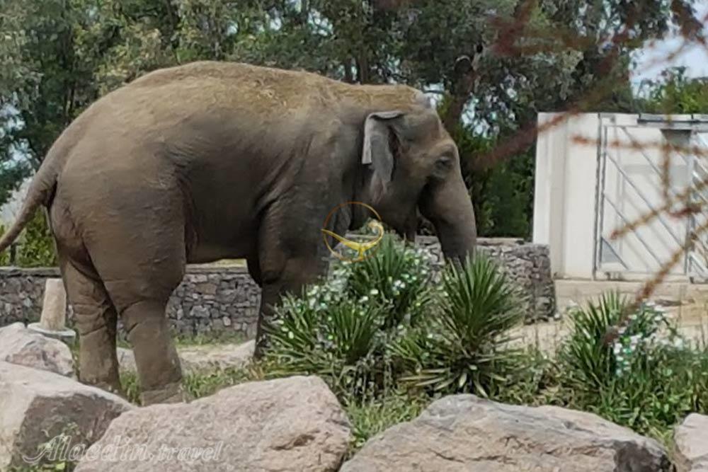 پارک حیات وحش ازمیر در ترکیه | علاءالدین تراول