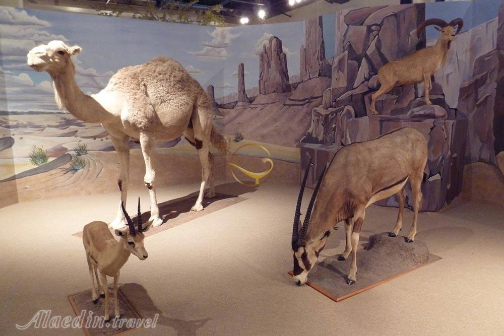 موزه تاریخ طبیعی در ازمیر - ترکیه | علاءالدین تراول