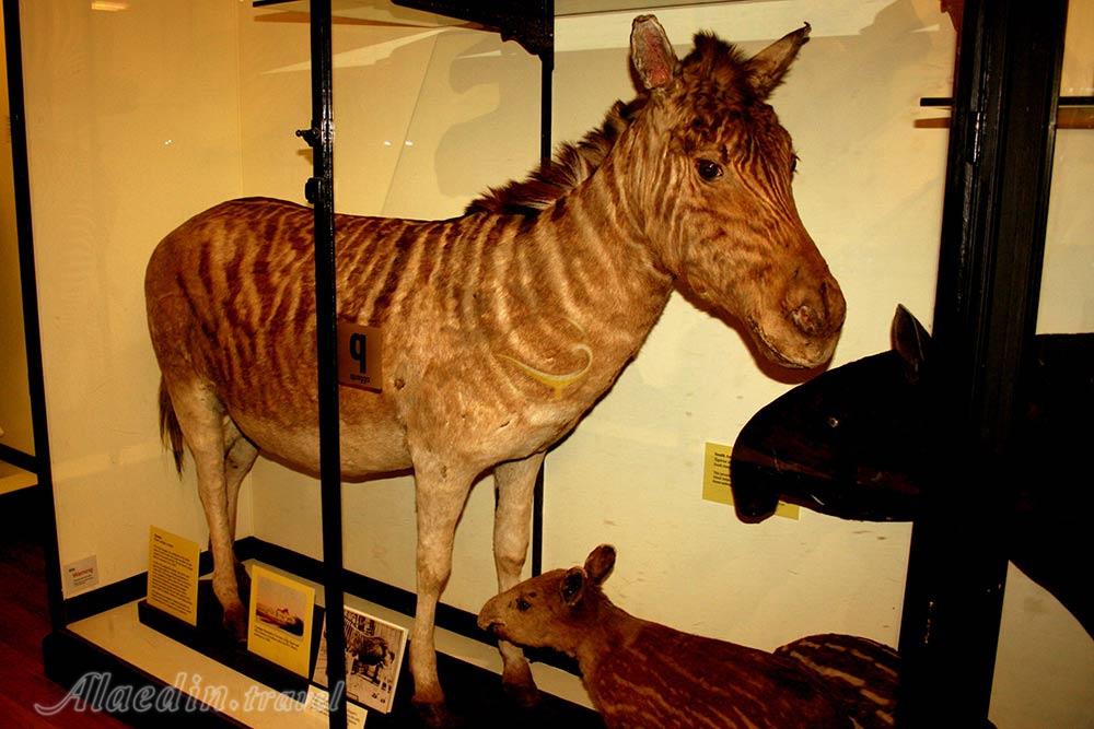 موزه تاریخ طبیعی در ازمیر - ترکیه | علاءالدین تراول