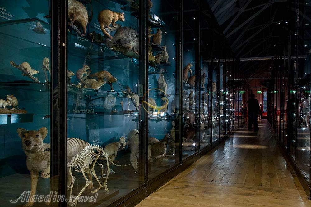 موزه تاریخ طبیعی در ازمیر - ترکیه | علاءالدین تراول