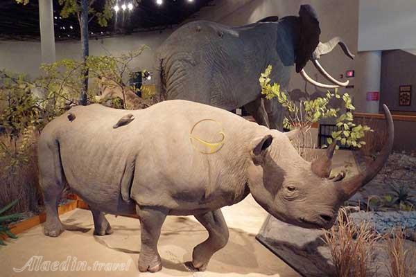 موزه تاریخ طبیعی در ازمیر - ترکیه