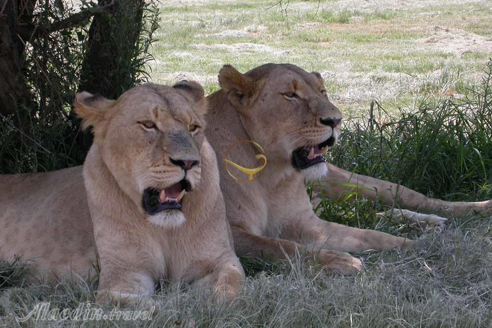 پارک شیرها ژوهانسبورگ | علاءالدین تراول