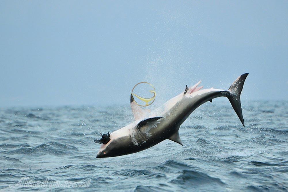 جزیره فک های دریایی کیپ تاون | علاءالدین تراول