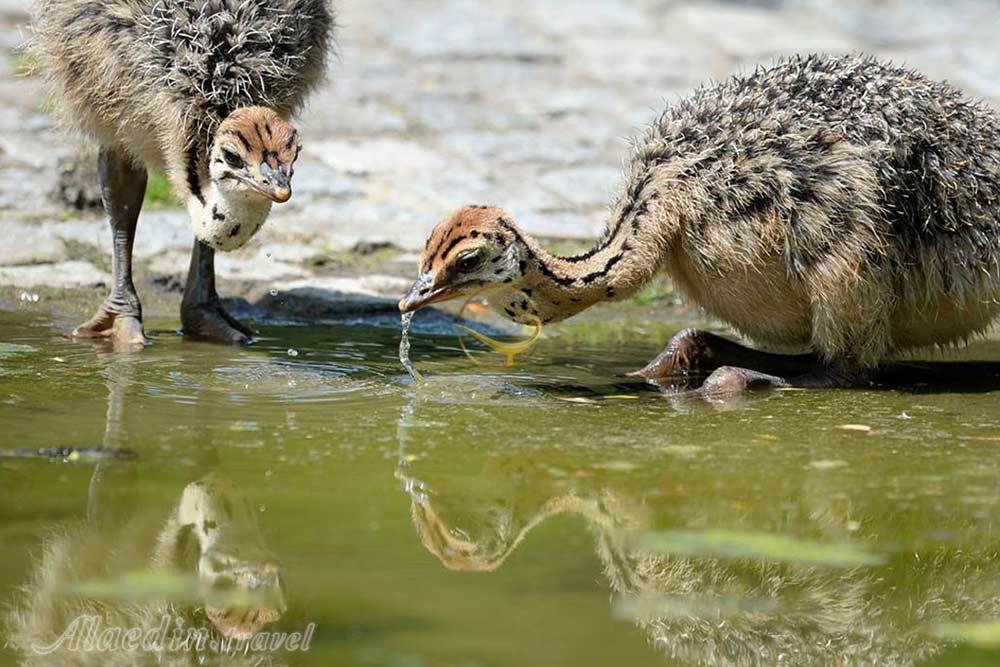 مزرعه شترمرغ دسارو در جوهور - مالزی | علاءالدین تراول