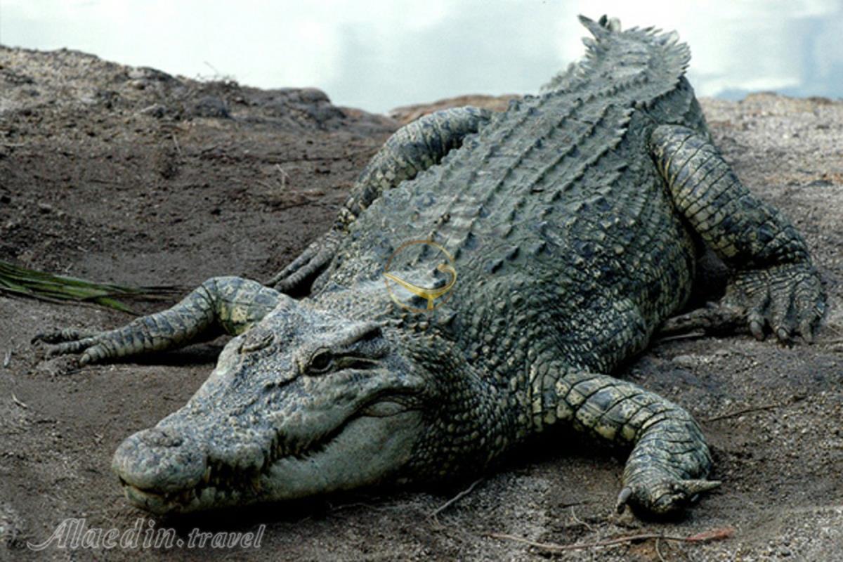 مزرعه کوروکودیل دسارو در جوهور-مالزی | علاءالدین تراول