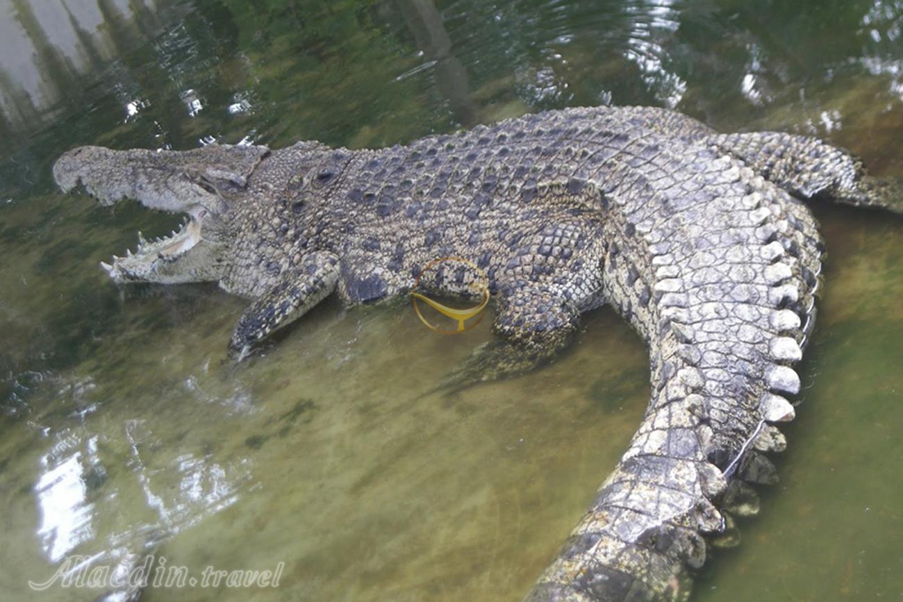 مزرعه کوروکودیل دسارو در جوهور-مالزی | علاءالدین تراول