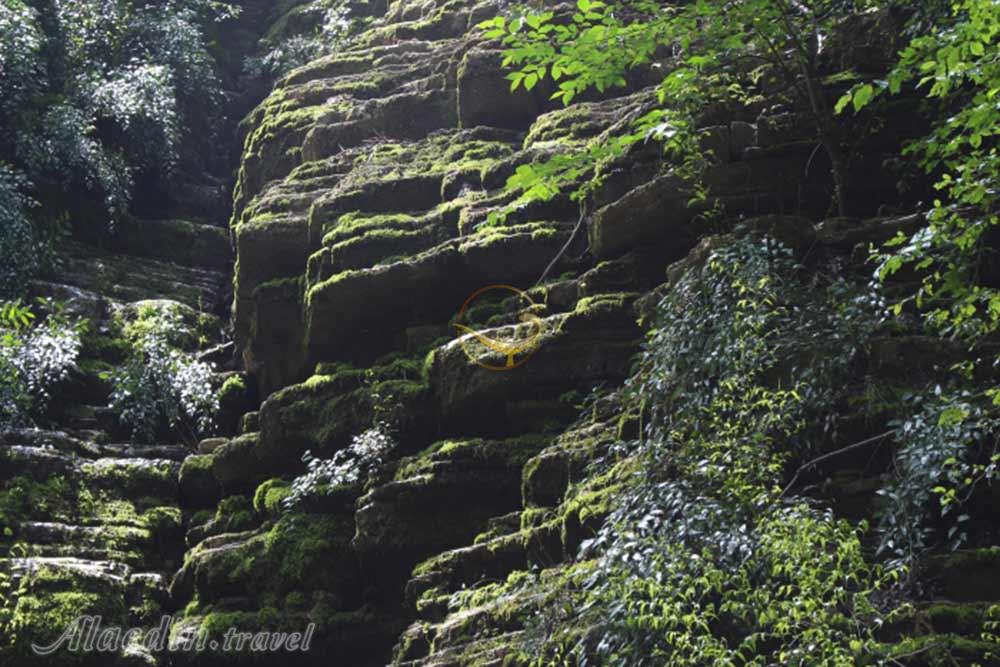 جنگل پلکانی کلاله | علاءالدین تراول