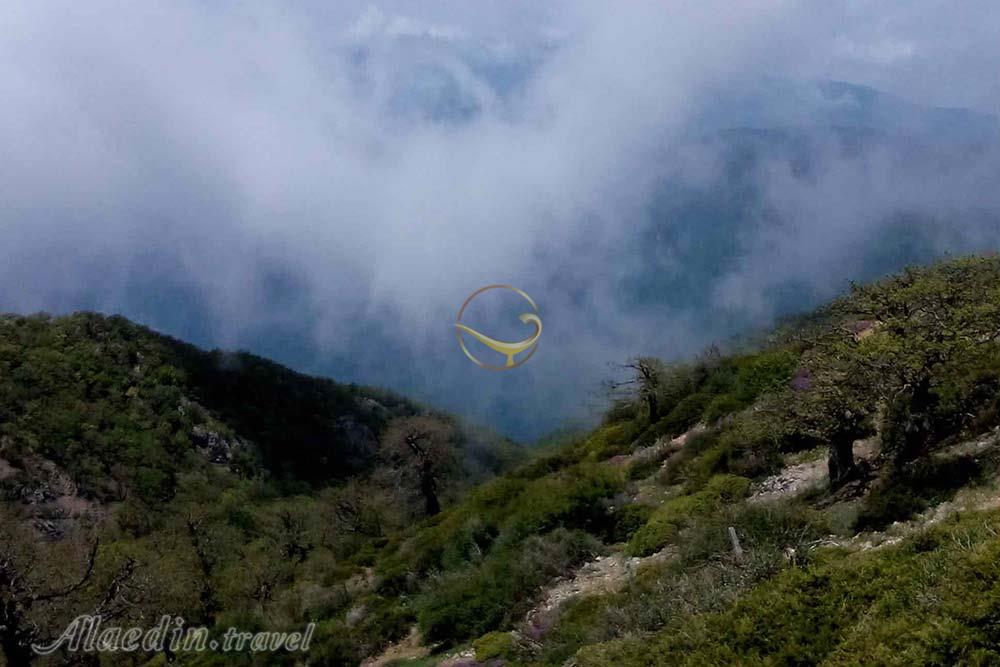 جنگل پلکانی کلاله | علاءالدین تراول