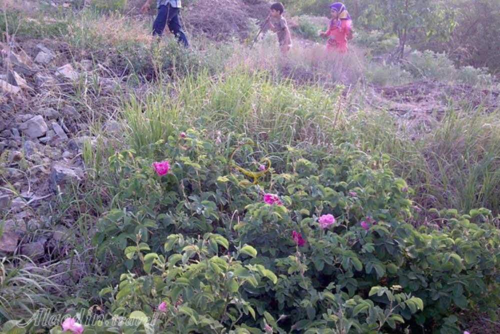 امامزاده سلطان عطابخش در کاشان | علاءالدین تراول