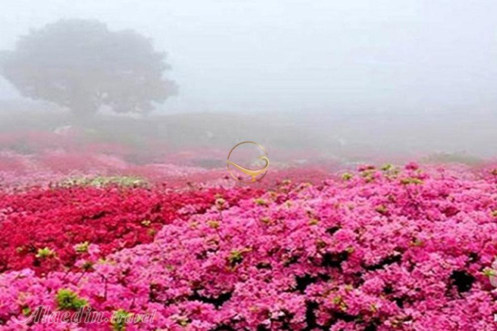 قمصر کاشان | علاءالدین تراول