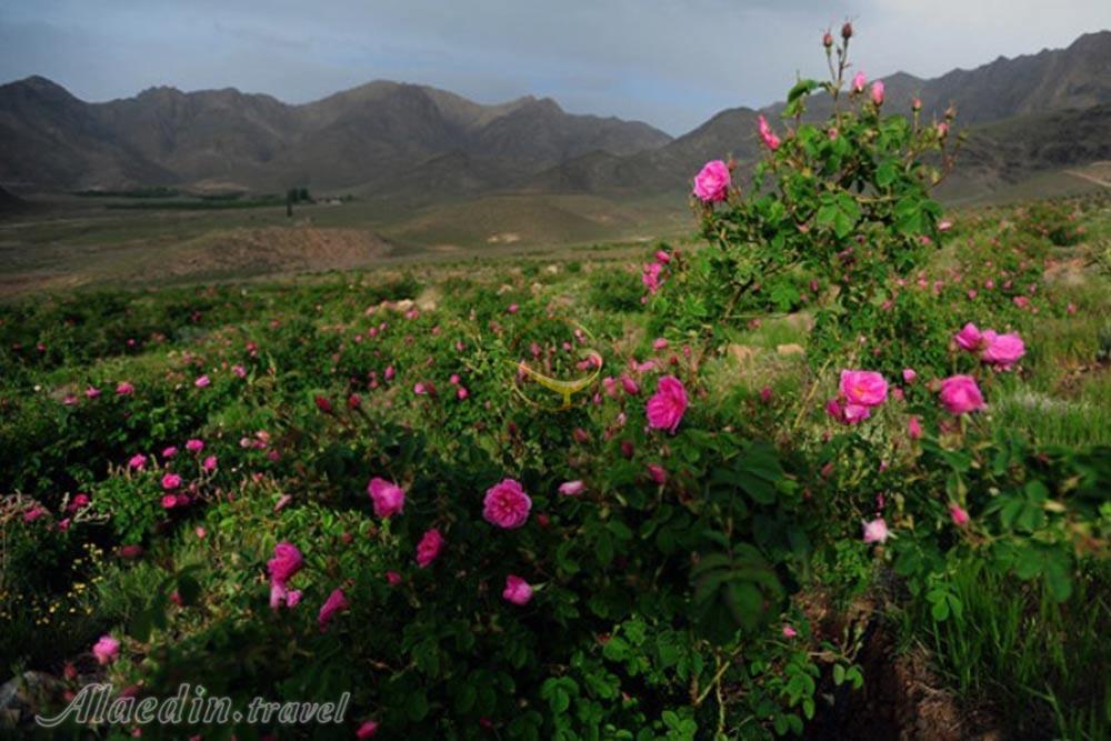 قمصر کاشان | علاءالدین تراول