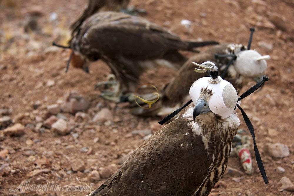 منطقه حفاظت شده سعدی در کرمان | علاءالدین تراول