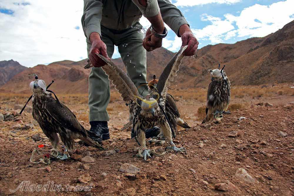 منطقه حفاظت شده سعدی در کرمان | علاءالدین تراول