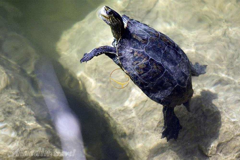 تالاب هشیلان کرمانشاه | علاءالدین تراول