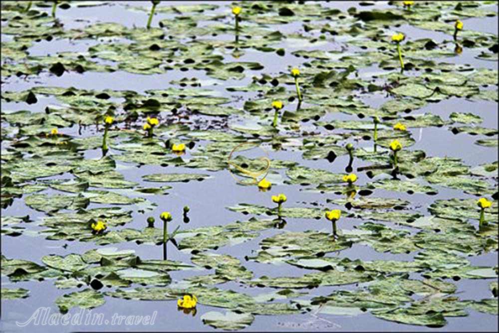 سرآب نیلوفر کرمانشاه | علاءالدین تراول