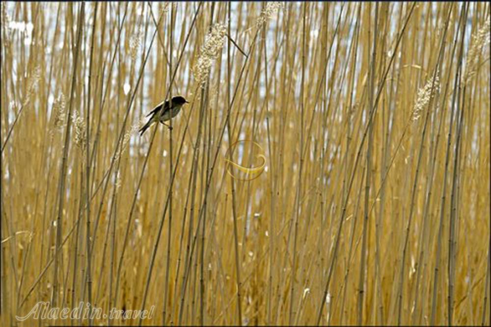 سرآب نیلوفر کرمانشاه | علاءالدین تراول